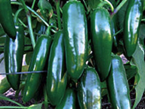 Jalapeno Mucho Nacho